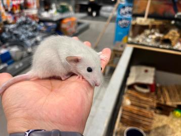 Jonge tamme ratten beschikbaar voor biedingen