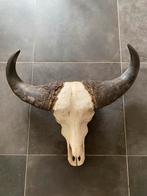 Bosbuffel schedel, Verzamelen, Dierenverzamelingen, Wild dier, Ophalen of Verzenden, Zo goed als nieuw, Schedel