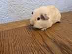 Cavia zeug, Dieren en Toebehoren, Knaagdieren, Cavia, Augustus, Vrouwelijk, Tam