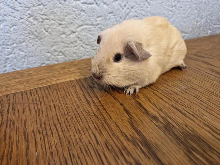 Cavia zeug, Dieren en Toebehoren, Knaagdieren, Vrouwelijk, Cavia, Augustus, Tam