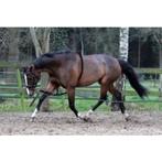 longeerhulp, Dieren en Toebehoren, -, Verzenden, -, -