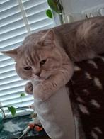 Te koop: prachtige 100% Britse korthaar kater, Dieren en Toebehoren, Katten en Kittens | Raskatten | Korthaar, Kater, Gechipt