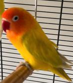 Prachtige Lieve Jonge en Hand Tamme Agapornis Dwergpapegaai, Dieren en Toebehoren, Vogels | Parkieten en Papegaaien, Meerdere dieren