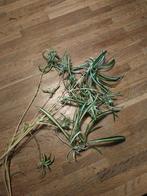 3 soorten graslelie stekjes, Ophalen, Halfschaduw, Minder dan 100 cm