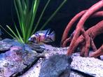Multicollers cyclyden koppel, Dieren en Toebehoren, Vissen | Aquariumvissen, Vis
