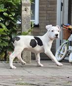 American bully xl pup laatste van het nest, CDV (hondenziekte), 8 tot 15 weken, Eén hond, Nederland