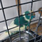 Bonte kakariki's man en pop 2023, Meerdere dieren, Parkiet