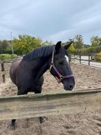 Gezocht: stubben hoofstel freedom maat full, Dieren en Toebehoren, Paarden en Pony's | Hoofdstellen en Tuigage, Ophalen of Verzenden
