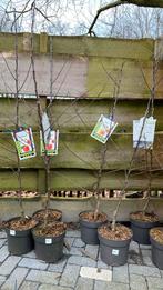 Fruitbomen laagstam 1,50m, Tuin en Terras, Planten | Bomen, Ophalen