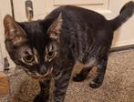 zwart grijs Kitten katertje te koop wegens allergie, Dieren en Toebehoren, Katten en Kittens | Overige Katten, Kater, Kortharig
