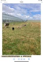 Skudde ooi lammetjes, Dieren en Toebehoren, Schapen, Geiten en Varkens, Schaap, 0 tot 2 jaar