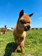 Hengst en merrie veulens, Meerdere dieren, Na 1 juli 2024