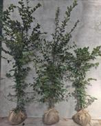 Carpinus Betulus haagbeuk geschikt voor paarden, Dieren en Toebehoren, Ophalen of Verzenden