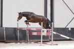 GEZOCHT jonge springpaarden met kwaliteit, Dieren en Toebehoren, Zadelmak, Gechipt