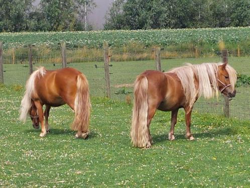 3 tweejarige NSPS, shetland ponies, Dieren en Toebehoren, Pony's, Meerdere dieren, Niet van toepassing, A pony (tot 1.17m), Recreatiepony