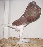 Te koop gevraagd engelse kroppers, Meerdere dieren