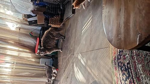 Te koop kittens x main coon htk, Dieren en Toebehoren, Katten en Kittens | Raskatten | Langhaar, Gechipt