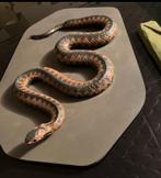 Model slang anatomie Adder Vipera Berus, Ophalen of Verzenden
