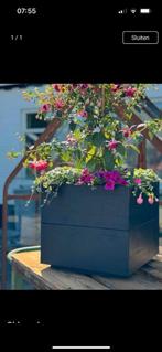 Bloembak, Tuin en Terras, Ophalen, Vierkant, Nieuw, Balkon