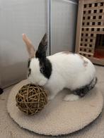 Gratis vrouwtjes konijn met hok en atributen, Dieren en Toebehoren, Knaagdieren en Konijnen | Hokken en Kooien, Ophalen, 110 cm of meer