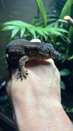 Gargoyle gekko man, Hagedis, Tam, 0 tot 2 jaar