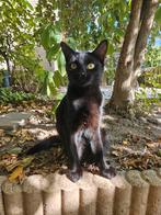 Lieve Katjes, Dieren en Toebehoren, Katten en Kittens | Overige Katten, Meerdere dieren