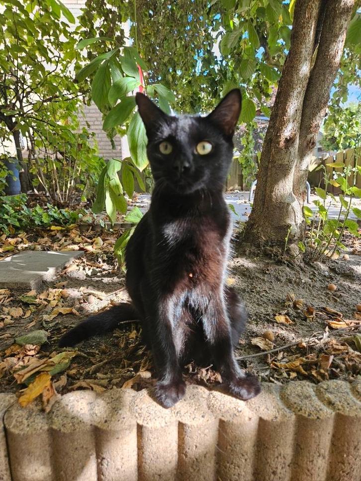 Lieve Katjes, Dieren en Toebehoren, Katten en Kittens | Overige Katten, Meerdere dieren