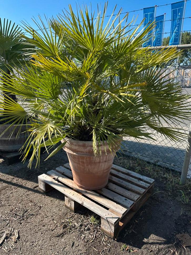 Chamearops humillis in doppio bordo pot, Tuin en Terras, Planten | Bomen, Ophalen