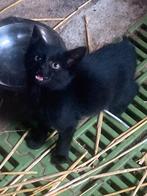 Boerderij kittens, Dieren en Toebehoren, Katten en Kittens | Dekkaters, 0 tot 2 jaar