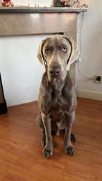 Weimaraner “pup” 11 maanden, Parvo, 15 weken tot 1 jaar, Reu, Eén hond