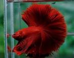 Betta Fullmoon man - Koidream Valburg