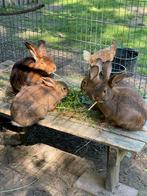 Konijntjes combi rode nieuw zeelander en rex, Dieren en Toebehoren, Konijnen, Vrouwelijk, Middelgroot, 0 tot 2 jaar