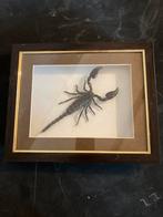 Schorpioen in lijst, Ophalen of Verzenden, Zo goed als nieuw, Opgezet dier