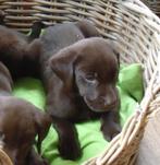 Bijzonder mooie FRIESE STABIJ x LABRADOR pups, Dieren en Toebehoren, Honden | Niet-rashonden, Nederland, CDV (hondenziekte), 8 tot 15 weken