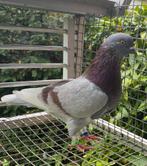 Birmingham roller, Dieren en Toebehoren, Mannelijk, Tuimelaar of Roller