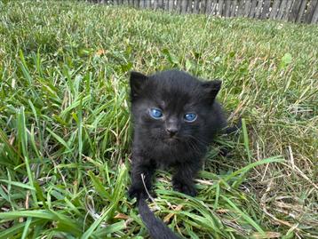 lieve boerderij kittens zoeken een huisje beschikbaar voor biedingen