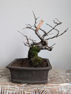 Prunus bonsai, Bloeit niet, Halfschaduw, Minder dan 100 cm, Overige soorten