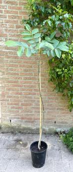 Te koop jonge boom, walnotenboom/okkernoot, Overige soorten, 100 tot 250 cm, Ophalen, Volle zon