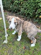 Whippet x Bordercollie pup, Reu, CDV (hondenziekte), 8 tot 15 weken, Eén hond