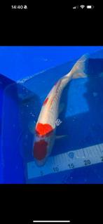 Koi’s te koop, Dieren en Toebehoren, Vissen | Vijvervissen, Karper of Koi