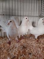 4 pauwstaarten, Dieren en Toebehoren, Vogels | Duiven, Meerdere dieren, Overige soorten