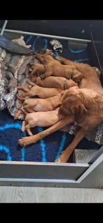 Prachtige vizsla draadhaar pups met stamboom, Overige rassen, 8 tot 15 weken, Meerdere, Meerdere dieren