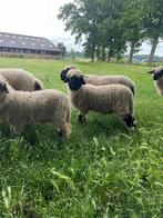 Ram Marley te koop, Dieren en Toebehoren, Schapen, Geiten en Varkens, Mannelijk, Schaap