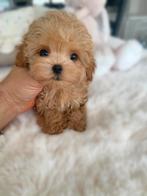 Exclusieve Maltipoo F1, 1.5 kilo pup (mix Azian Toy Poedel), Dieren en Toebehoren, Honden | Chihuahua's en Gezelschapshonden, Particulier