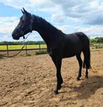 Meerdere jonge (sport) paarden, Merrie, Dressuurpaard, 3 tot 6 jaar