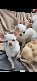 Chihuahua, Dieren en Toebehoren, België, Particulier, Rabiës (hondsdolheid), 1 tot 2 jaar