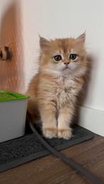 British golden longhair / Britse langhaar gouden kitten, Dieren en Toebehoren, Katten en Kittens | Raskatten | Langhaar, Poes