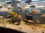 Unieke Fire Fish, Multi Color & Yellow Labs, Dieren en Toebehoren