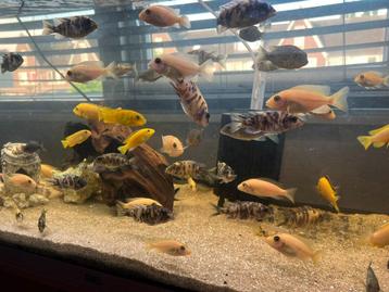 Unieke Fire Fish, Multi Color & Yellow Labs beschikbaar voor biedingen