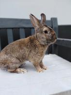 Lotharinger,  wildkleur ram., Dieren en Toebehoren, Mannelijk, Middelgroot, 3 tot 5 jaar